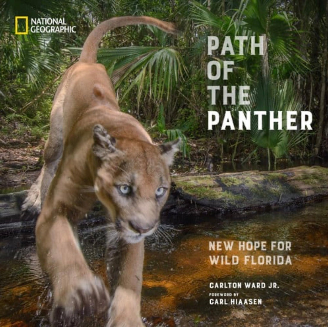 Path of the Panther New Hope for Wild Florida